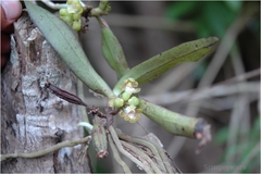 Gastrochilus pulchellus